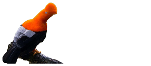 Manu Birding Tours