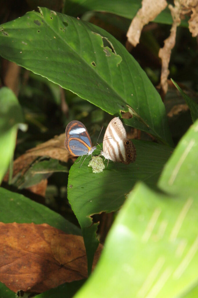 manu national park