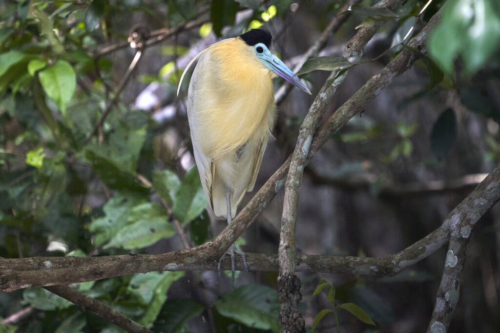 manu birding tours